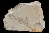 Dawn Redwood (Metasequoia) Fossil - Montana #165175-1